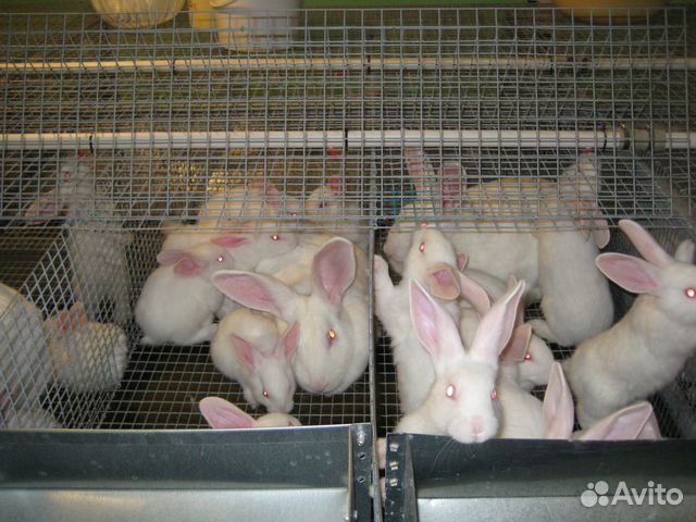 Кролики Белый Паннон купить на Зозу.ру - фотография № 5
