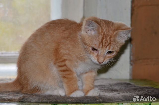 Пушистые котята от кошки-мышеловки купить на Зозу.ру - фотография № 5