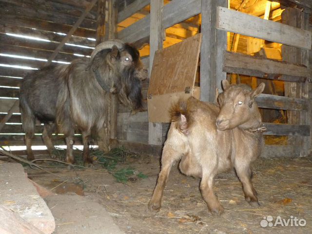 Камерунские козёл с козой купить на Зозу.ру - фотография № 3