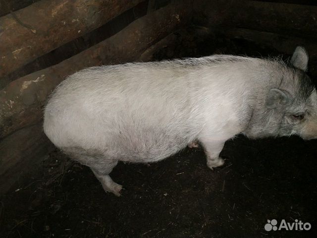Продам свиньи вьетнамские вислобрюхие мраморные купить на Зозу.ру - фотография № 4