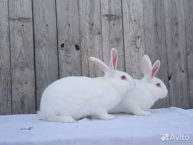 Кролики для разведения купить на Зозу.ру - фотография № 2