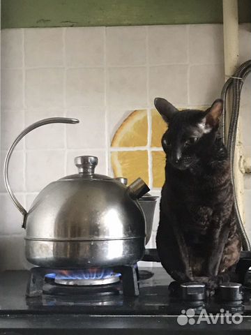 Кошечка Корниш рекс ищет партнера
