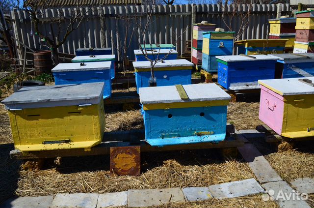 Продам 6 пчелосемей купить на Зозу.ру - фотография № 3