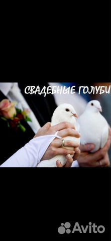 Белоснежные голуби на торжество купить на Зозу.ру - фотография № 1