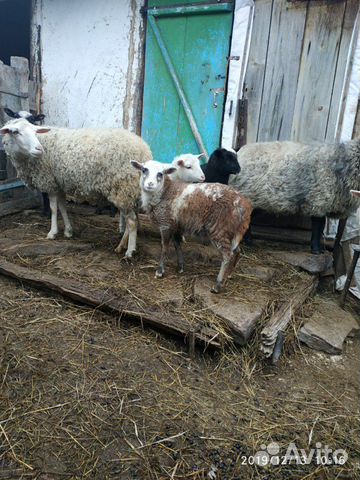 Ягнята, овцы купить на Зозу.ру - фотография № 3