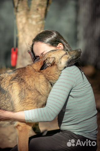 Собака Эмилия ищет дом,ей 3 года купить на Зозу.ру - фотография № 7