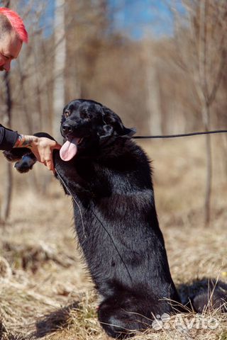 Собака Крис,кобель 1,5 года купить на Зозу.ру - фотография № 6