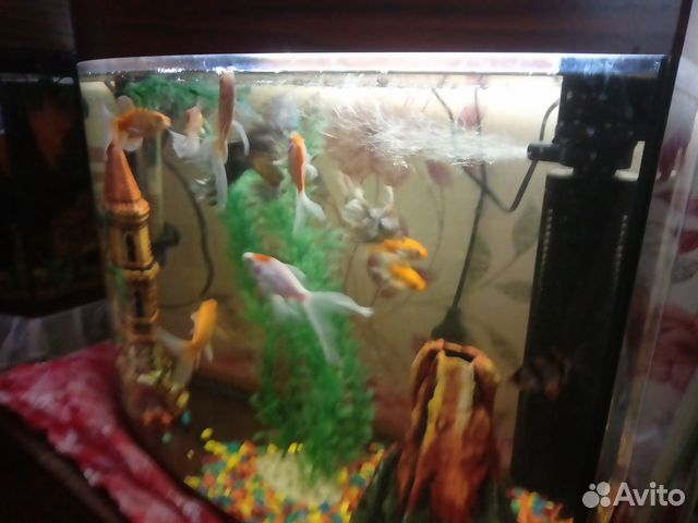 Продается аквариум с рыбками купить на Зозу.ру - фотография № 2