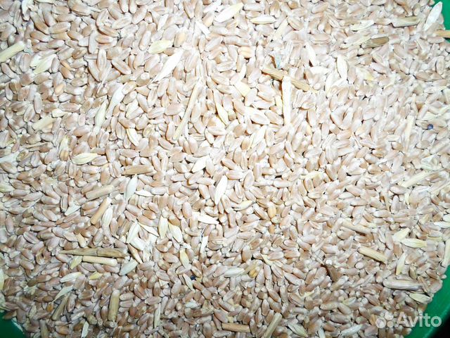 Продажа зерна-пшеница плюс ячмень купить на Зозу.ру - фотография № 1
