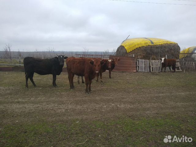 Телки на завод и на мясо купить на Зозу.ру - фотография № 4