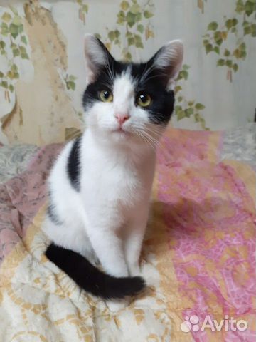 Katt