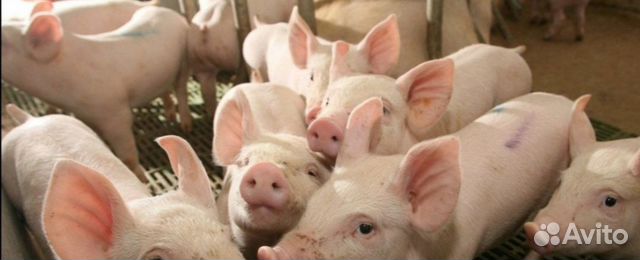 Little piggies