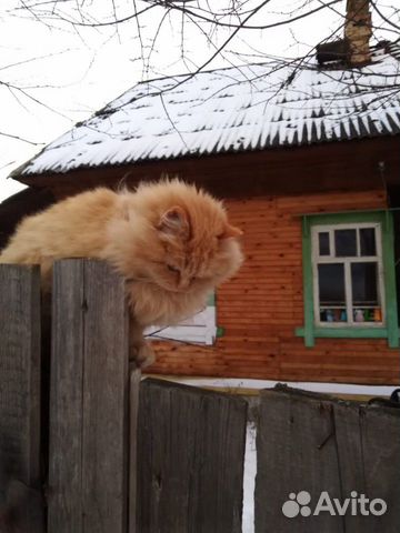 Милые котики ищут добрых хозяев купить на Зозу.ру - фотография № 2