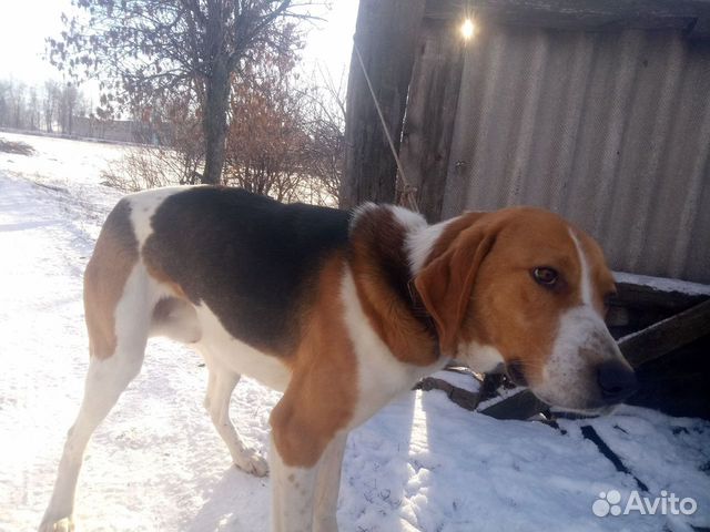 Охотничья собака купить на Зозу.ру - фотография № 4