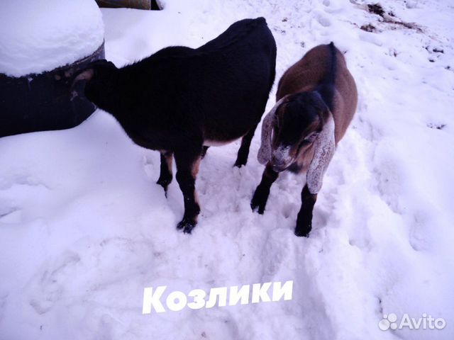 Нубийский козлик купить на Зозу.ру - фотография № 1