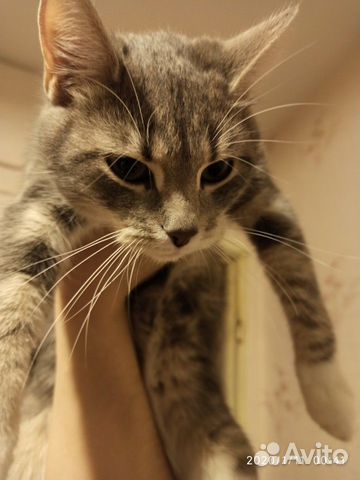 Домашняя кошка ищет жениха купить на Зозу.ру - фотография № 1