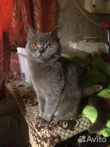 Продам Британских котят купить на Зозу.ру - фотография № 9