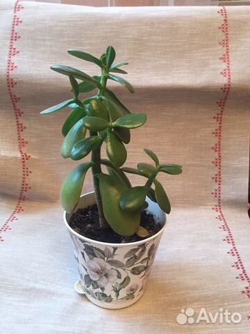 Толстянка- денежное дерево