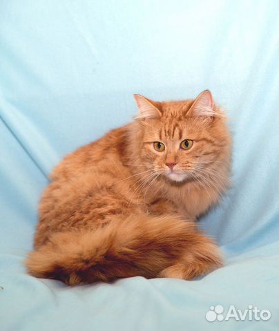 Шикарный рыжий котик в добрые руки купить на Зозу.ру - фотография № 1