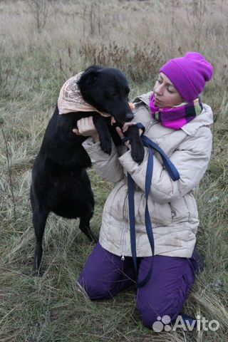 Добрая собака Тора ищет дом купить на Зозу.ру - фотография № 2