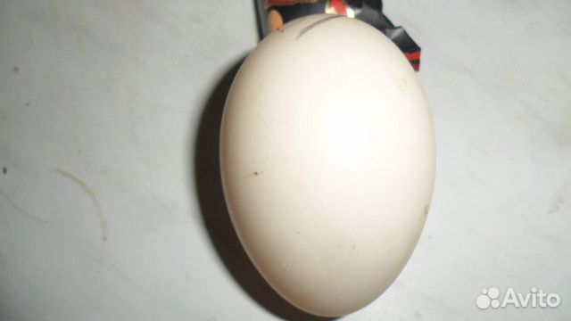 Яйцо индоуток. кур на инкуб купить на Зозу.ру - фотография № 2