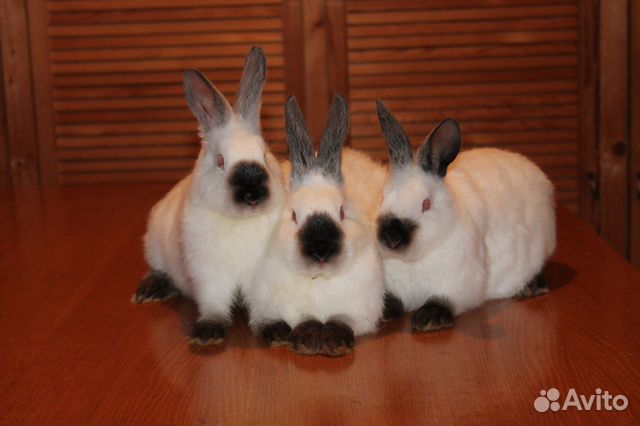 Кролики Калифорнийские купить на Зозу.ру - фотография № 3