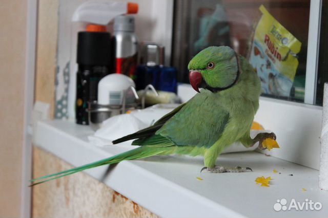 Продам самца ожерелового попугая купить на Зозу.ру - фотография № 9