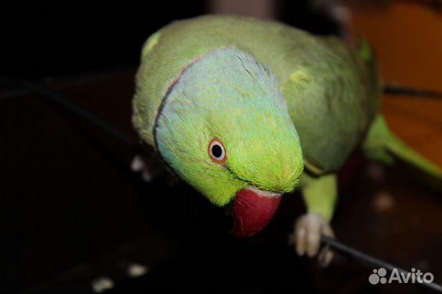 Продам самца ожерелового попугая купить на Зозу.ру - фотография № 6
