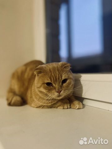 Шотландский кот (вязка)