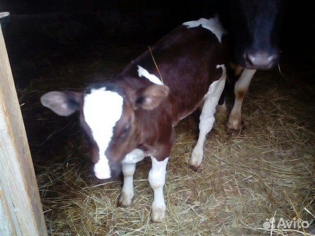 Продается молочный теленок купить на Зозу.ру - фотография № 2