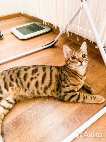 Передержка для кошек Передержка для кошек