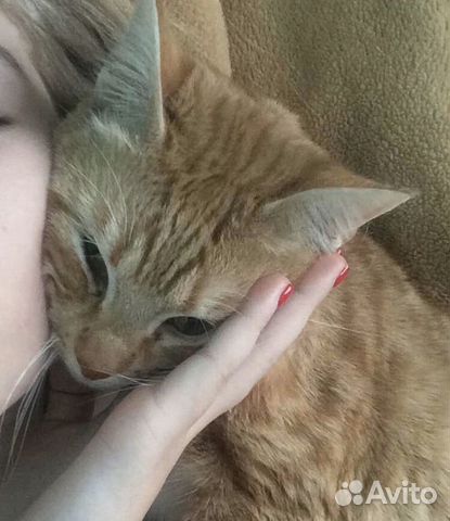 Отдам кота Отдам кота