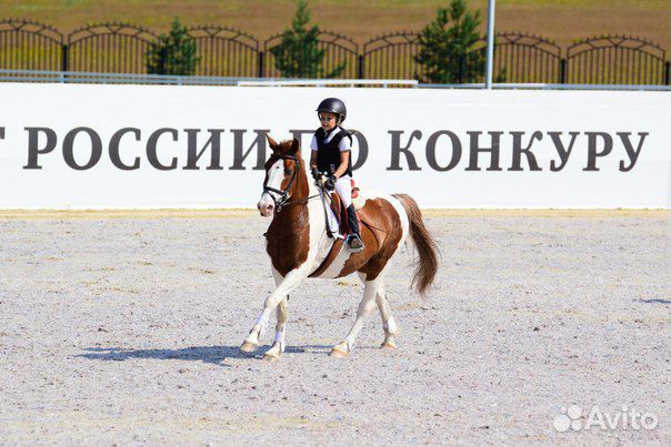 Шикарный спортивный пони купить на Зозу.ру - фотография № 4