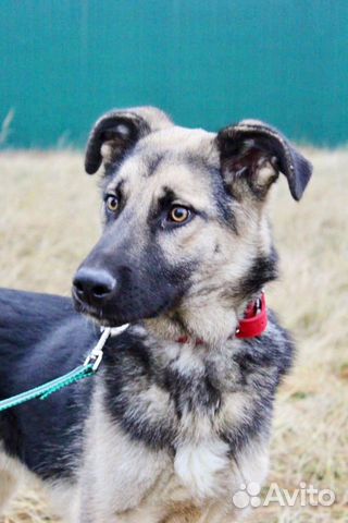 Отдам в хорошие руки, метис овчарки