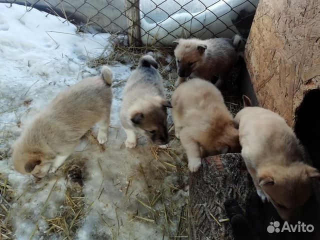Продам щенков Западно - сибирской лайки купить на Зозу.ру - фотография № 2