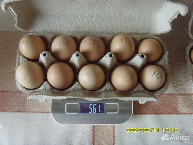 Инкубационное яйцо Билефельдер купить на Зозу.ру - фотография № 1