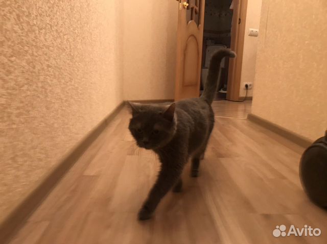 Кошечка ищет новый дом купить на Зозу.ру - фотография № 4