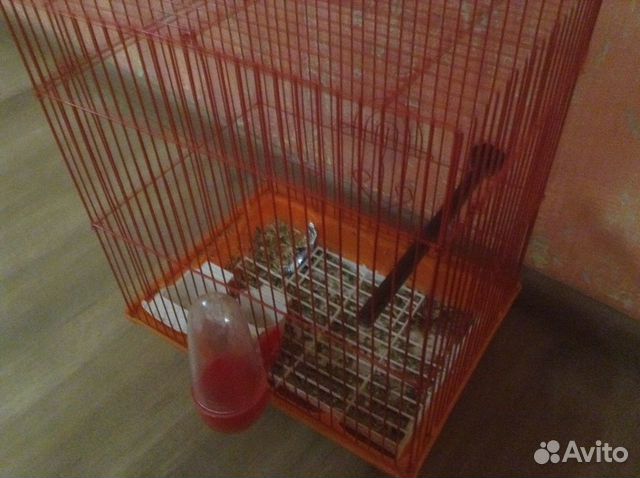 Попугаи самка и самец купить на Зозу.ру - фотография № 5