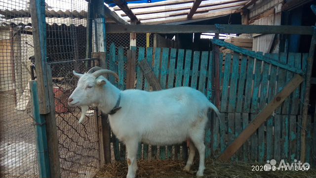 Высокомолочная скотная коза Милка купить на Зозу.ру - фотография № 1
