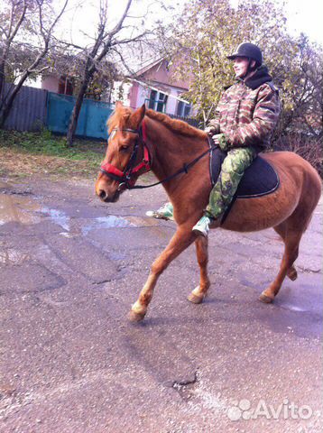 Ищу лошадь купить на Зозу.ру - фотография № 2