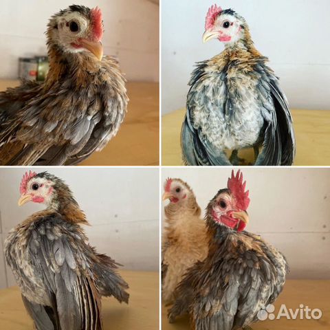 Малазийская Серама Малазийская Серама