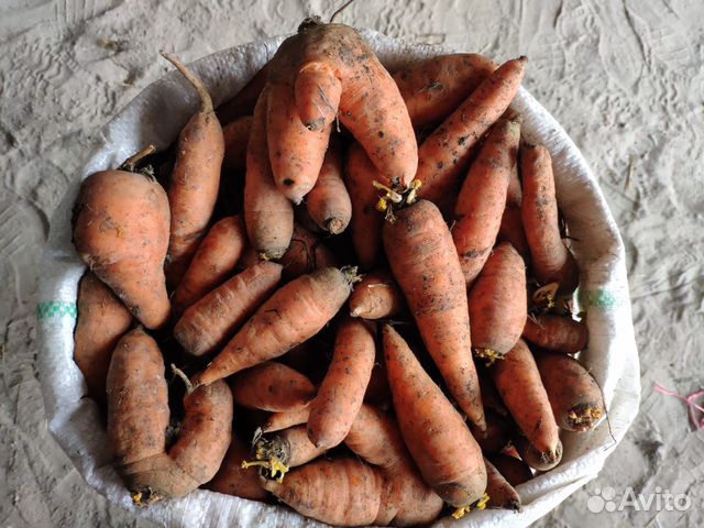 Второй сорт морковь купить на Зозу.ру - фотография № 2