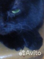 Пропал чёрный кот купить на Зозу.ру - фотография № 2