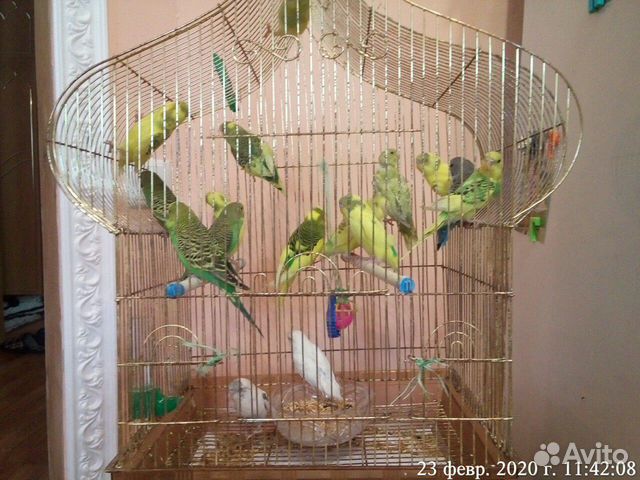 Птенчики волнистых попугаев купить на Зозу.ру - фотография № 3