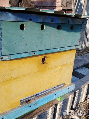 Пчёлы купить на Зозу.ру - фотография № 5