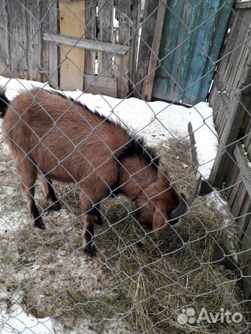 Альпийско-нубийские козлята и козел купить на Зозу.ру - фотография № 9