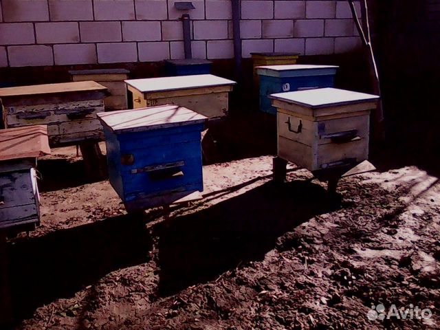 Пчёла семьи купить на Зозу.ру - фотография № 1