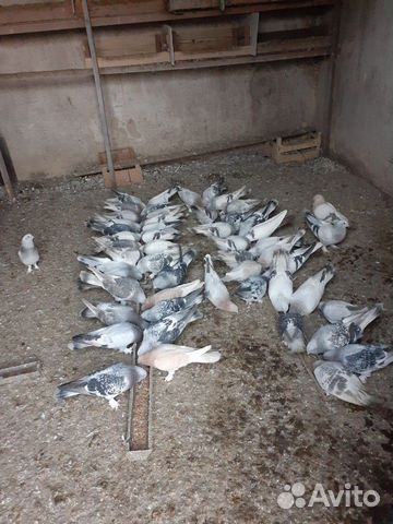 Продаются голуби купить на Зозу.ру - фотография № 3