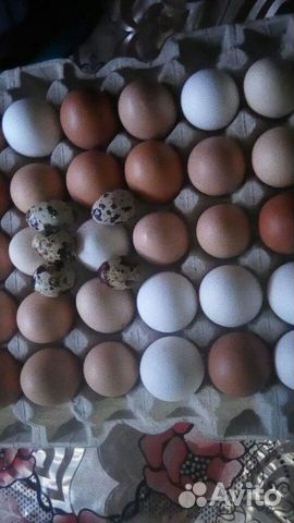 Яйца куринные купить на Зозу.ру - фотография № 1