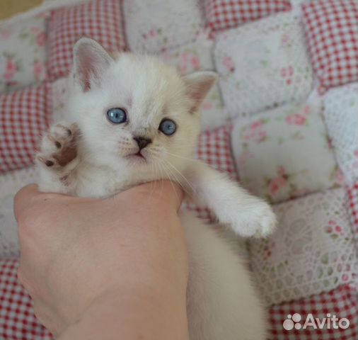 Милые котятки купить на Зозу.ру - фотография № 1